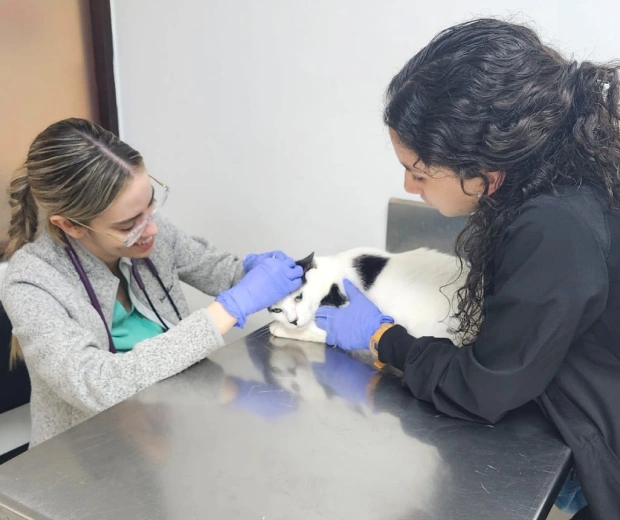 Atención Veterinaria de Emergencia Experta