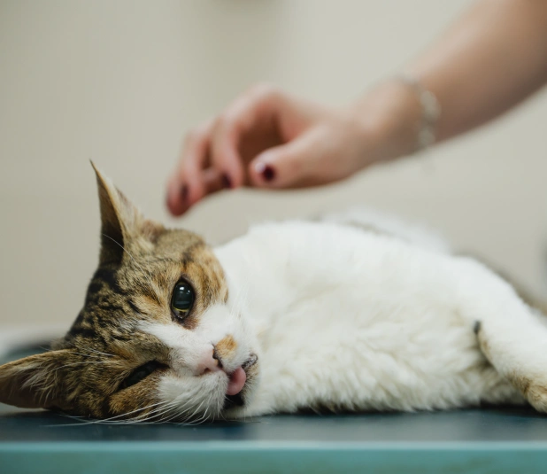 Anestesia Y Monitoreo Veterinario