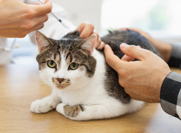 Vacunación Veterinaria