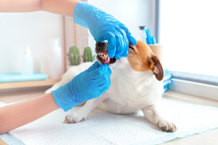problemas-dentales-mascotas-prevencion-cuidado-oral